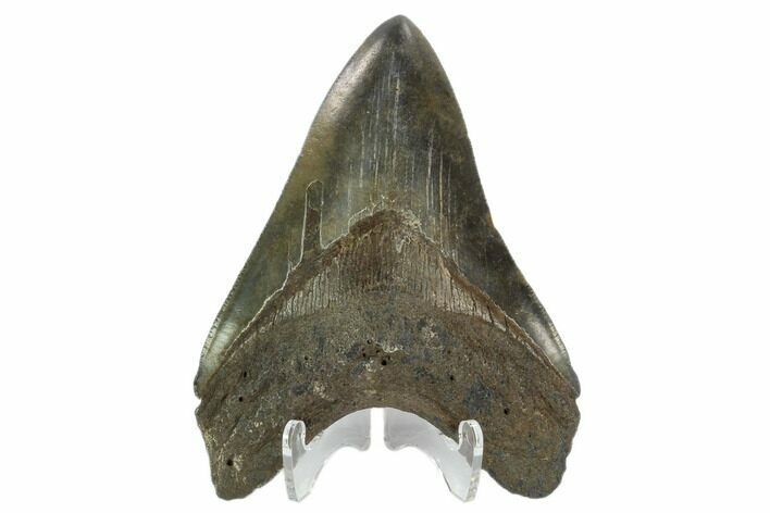 Serrated, Fossil Megalodon Tooth #124535